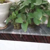 گل پتوس شاخه ای ۱۳ هزار|گل و گیاه طبیعی|سبزوار, زینبیه|دیوار