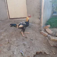 خروس دورگ|حیوانات مزرعه|سرخنکلاته, |دیوار