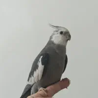 عروس هلندی نر