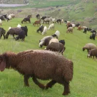 دام. زنده. جهت. قربانی.