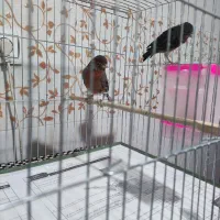 تعدادی قناری