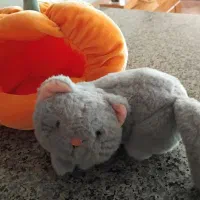 عروس گربه ،داخل کدو تنبل|اسباب‌بازی بچه|بروجرد, |دیوار