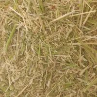 علوفه|حیوانات مزرعه|سنقر, |دیوار