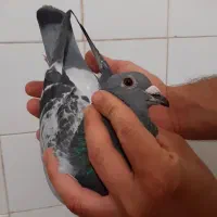 کبوتر مسابقه گرفتنی