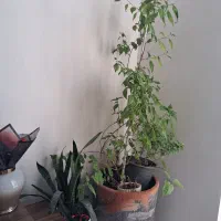 گلدان گل کاغذی