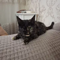 گربه|گربه|مشهد, هدایت|دیوار