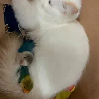 واگذاری گربه پرشین