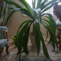 گل آپارتمانی بزرگ و زیبا