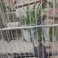 عروس هلندی برزیلی سهره فنچ قناری یاسمین