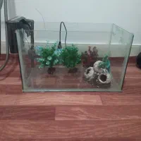 آکواریوم و تمام وسایل درون آکواریوم|ماهی|پیرانشهر, |دیوار