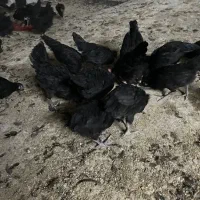 جوجه جهادی ۶۰ روزه