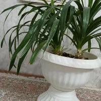 گل پاندانوس بسیار زیبا|گل و گیاه طبیعی|بوژگان, |دیوار