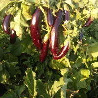 بذر بادمجان محلی