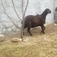 بره قوچ مخصوص گله
