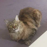 گربه پرشین بریتیش|گربه|اصفهان, شهرک امام خمینی|دیوار