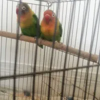 فروش یک جفت طوطی فیشر