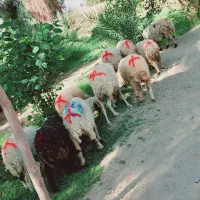 میش جوان مناسب