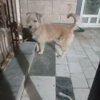 پشمالو|سگ|خان ببین, |دیوار