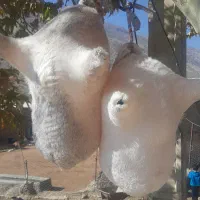 هیزه محلی نونو|ظروف نگهدارنده، پلاستیکی، یک‌بارمصرف|خرم‌آباد, |دیوار