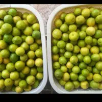گو جه فرنگی آبگیر و تصفیه گوجه فرنگی سیار|خوردنی و آشامیدنی|مشهد, هنرستان|دیوار