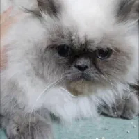 گربه هیمالین