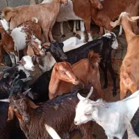 کهره نر و بز با قصابی خود بندرعباس|حیوانات مزرعه|بندرعباس, |دیوار