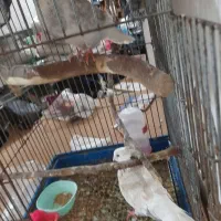 کفتر طوقی الماسی