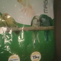 خوراک طوطی عروس هلندی