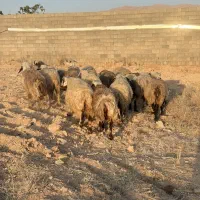 1۸راس میش داشتی|حیوانات مزرعه|شیراز, کرونی(خاتونک)|دیوار