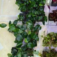 گیاه طبیعی/ماهی /دارو /آکواریوم رسید|ماهی|اردبیل, |دیوار