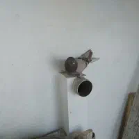 کفتر پرشی|حیوانات|قم, پامنار|دیوار