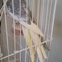 عروس هلندی نر