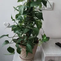 گل وگیاه گیاه