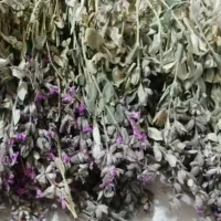 فروش گیاهان داروئی
