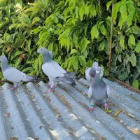 فروش سبز و نقره ای بی خط