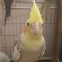 عروس هلندی|پرنده|قم, شاه احمد قاسم|دیوار