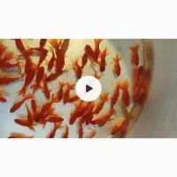 فروش سریع ماهی گلی