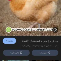 مرغ وخروس محلی