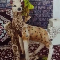 تزییناتی