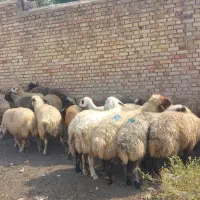 میش داشتی سرحال