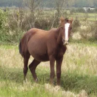 فروش نریان پرخون و درشت۱۶ماهه