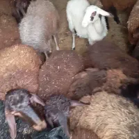بره ماده داشتی