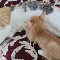 واگذاری گربه به صورت رایگان( مادر و بچه)|گربه|علی‌آباد کتول, |دیوار