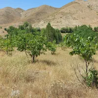 باغ-گردو-نزدیک-فیروزکوه