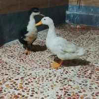 اوردک