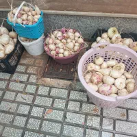 شلقم ارگانیک