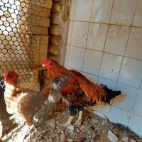 مرغ و خروس لاری|حیوانات مزرعه|قرچک, داوود آباد|دیوار