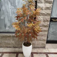 درختچه اقاقیا ، پاییزه ، وارداتی ، درجه یک