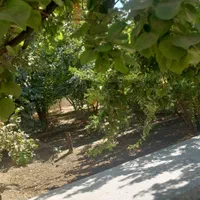 باغچه ۱۵۰۰ متری|فروش خانه و ویلا|مشکین‌دشت, |دیوار