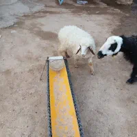 دو عدد بره سفید رنگ ماده دارم